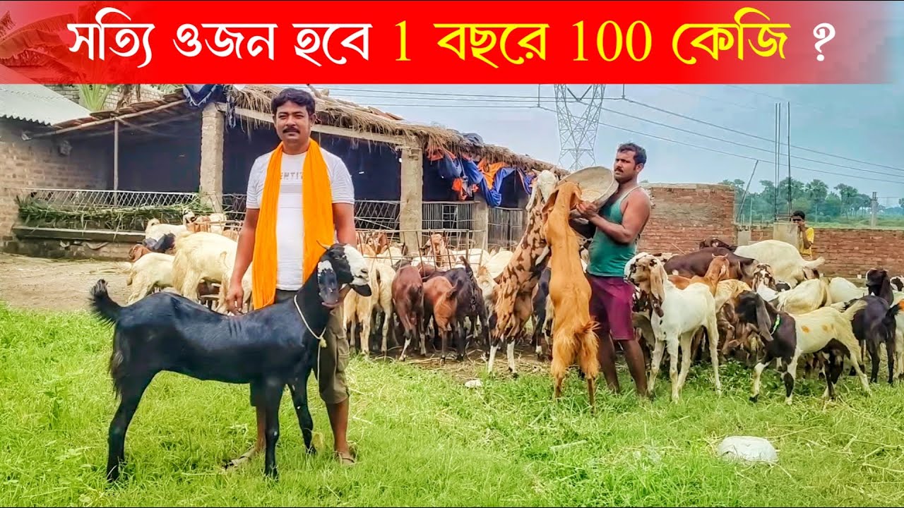 সত্যি ওজন হবে ১বছরে ১০০ কেজি | না হলে এক লাখ টাকা পুরস্কার | Goat Farming | ছাগলের খামার | Goat Farm
