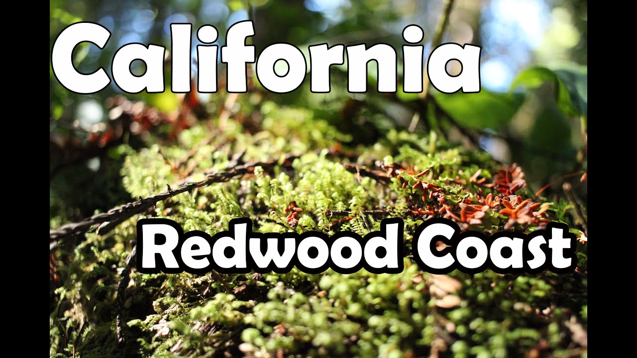 Redwood coast travel California 101 and Redwood Parks