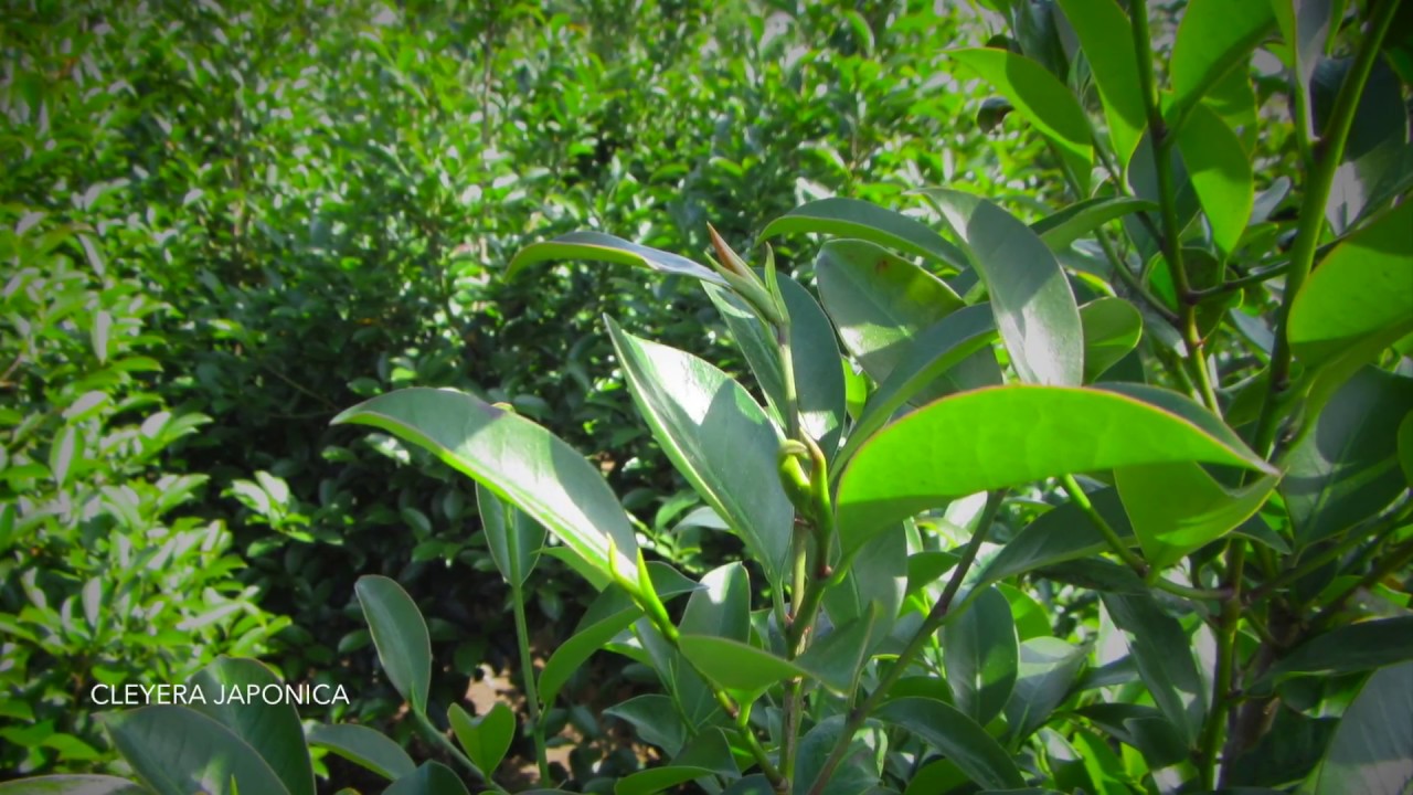 Cleyera japonica