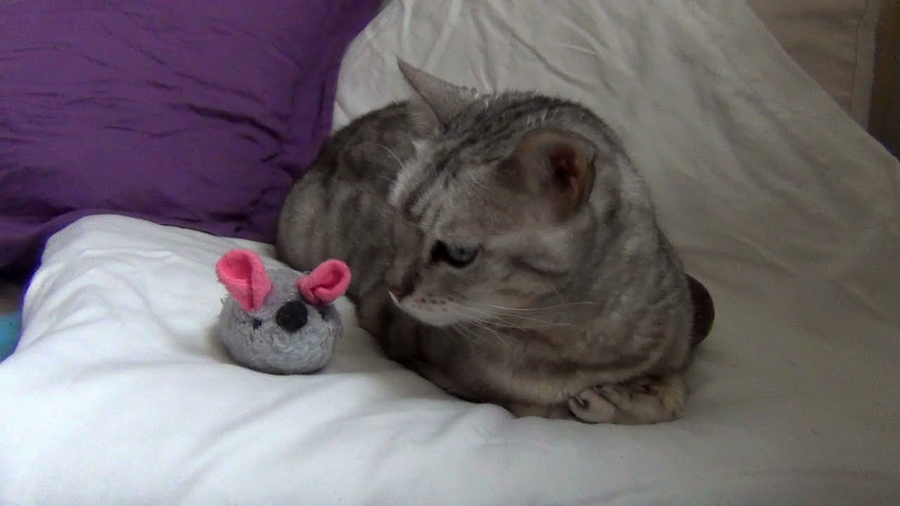 Luna Relaxing on the Couch 🐱💤 | Midday Calm in Berlin
