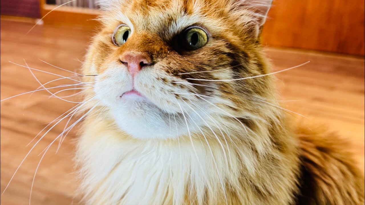 14歳の老猫の話。団員内に密告者がいるかもしれない話。