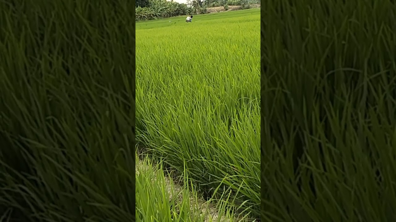 Seprai hama tanaman padi sawah