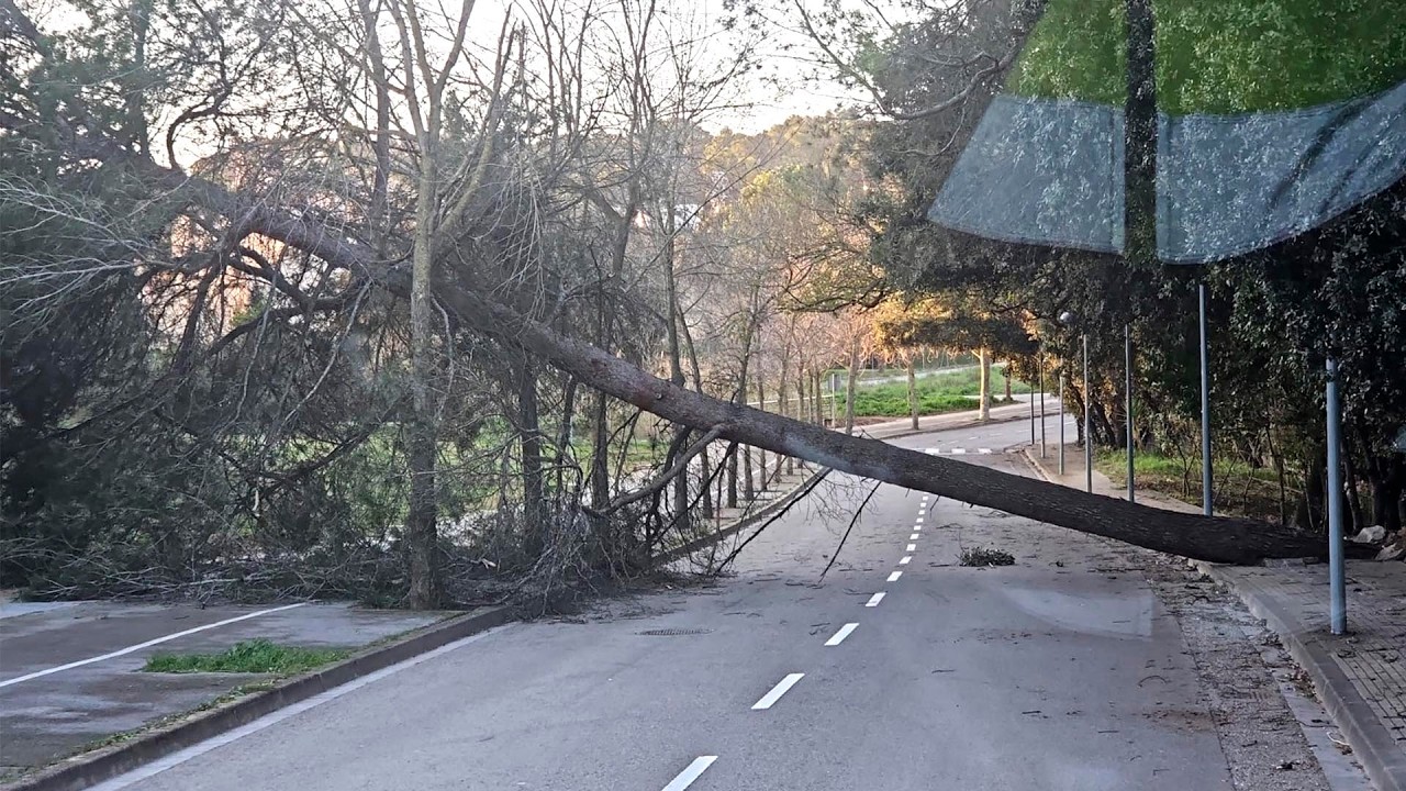 La caiguda de grans arbres han provocat les principals afectacions