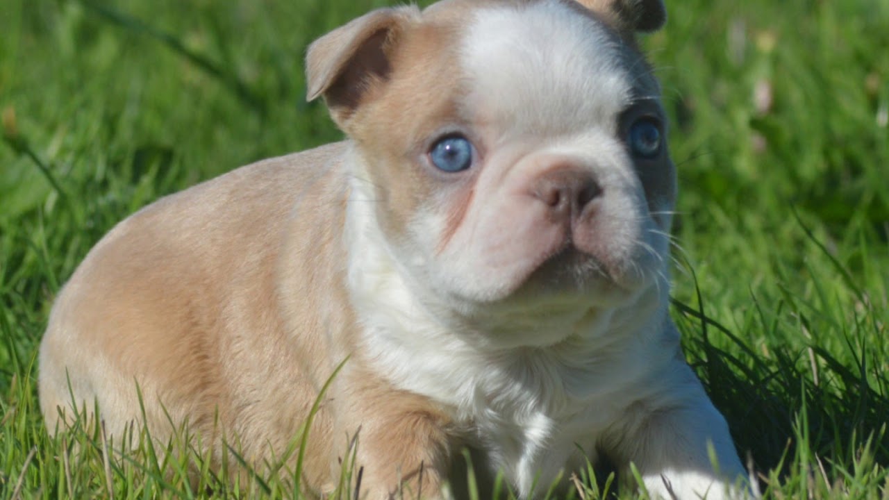 Lilac Fawn Boston Terriers
