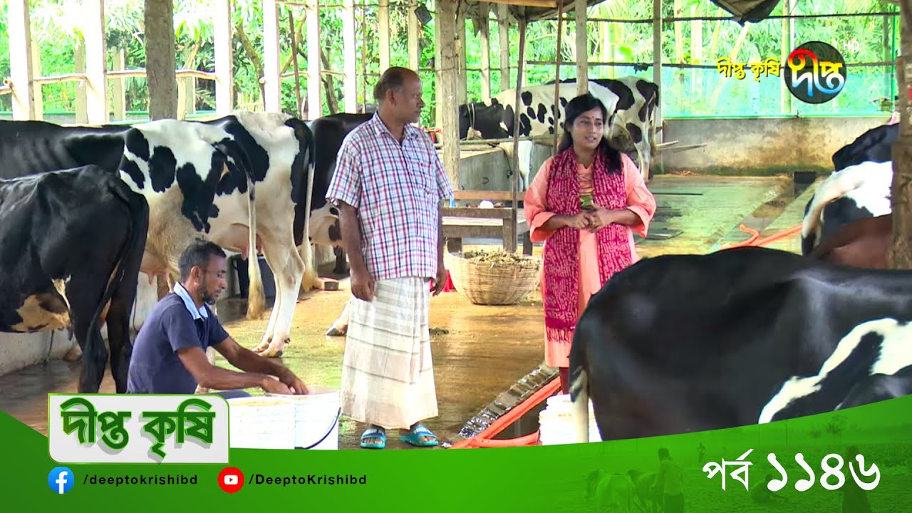 Deepto Krishi l কলা গাছ থেকে গোখাদ্য তৈরী করে ব্যাপক লাভবান জামালপুরের কৃষকরা l EP 1146