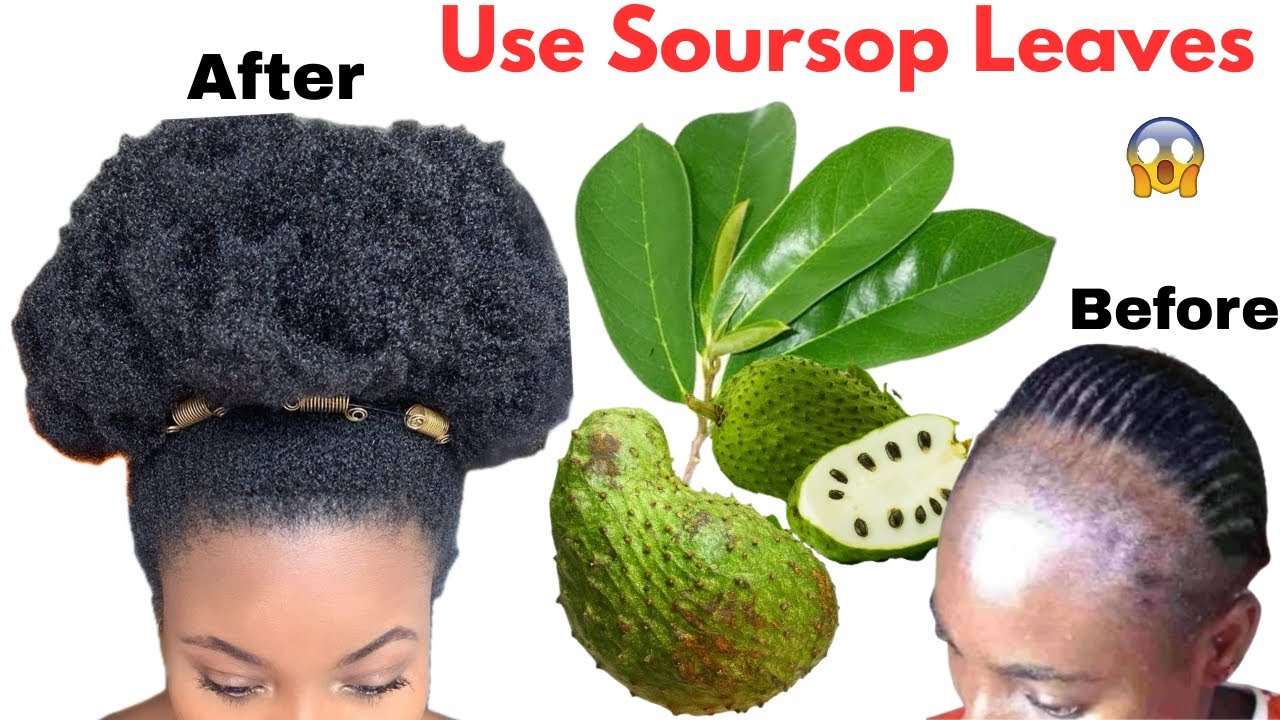 Use Soursop Leaves For Hair Growth! Try Once & Your Hair Won’t Stop Growing!