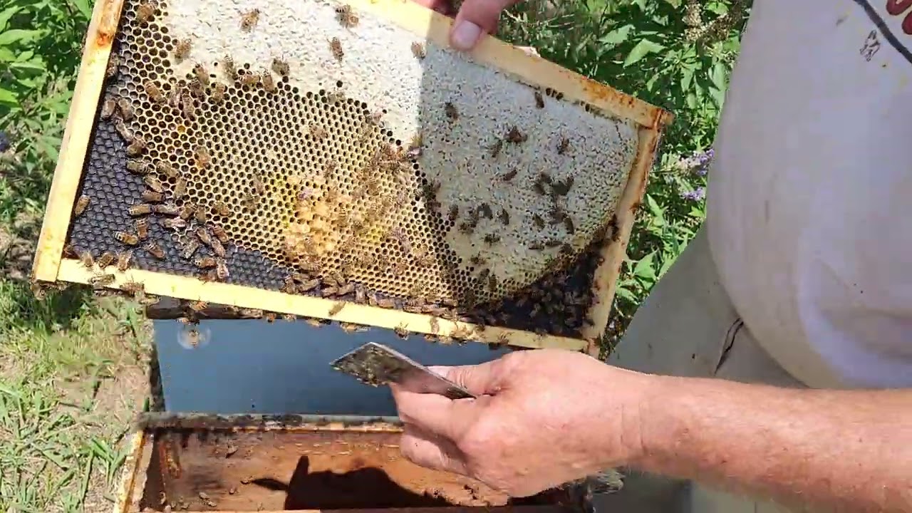 Fixing a laying worker hive.