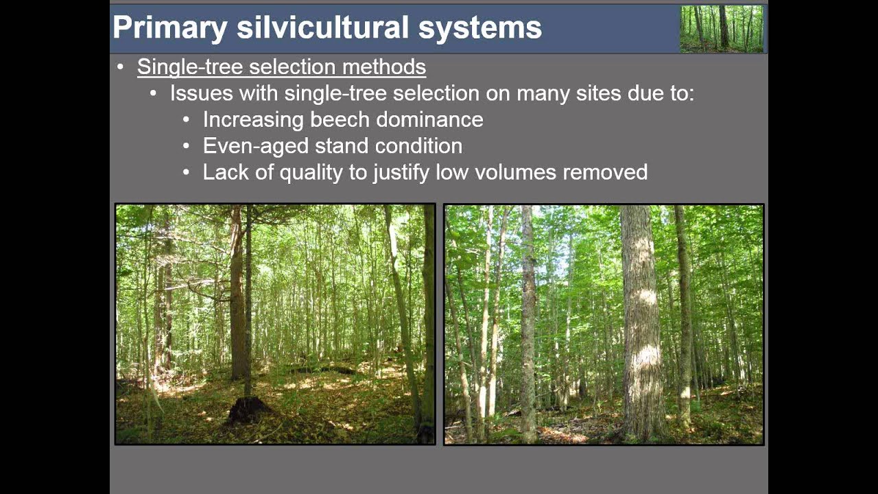 Exploring Silvicultural Strategies in VT’s Changing Forest – Northern Hardwoods