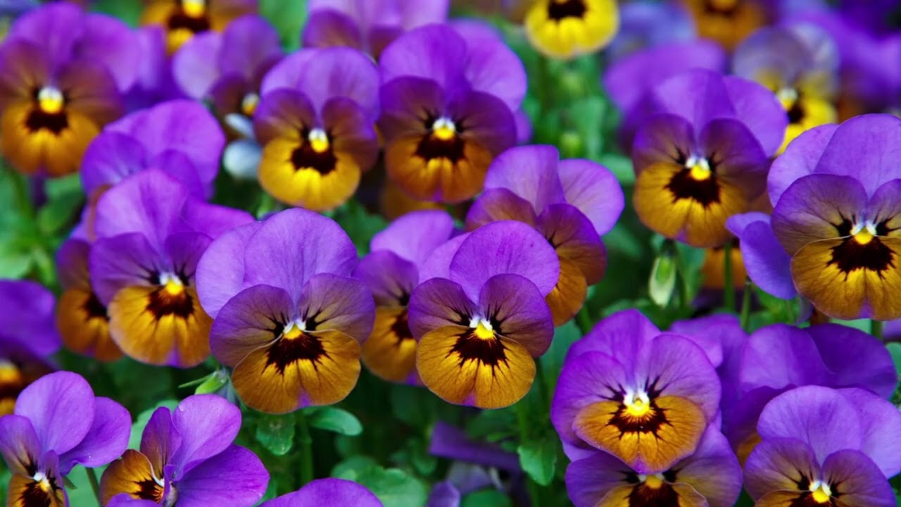 Préparer les floraisons printanières