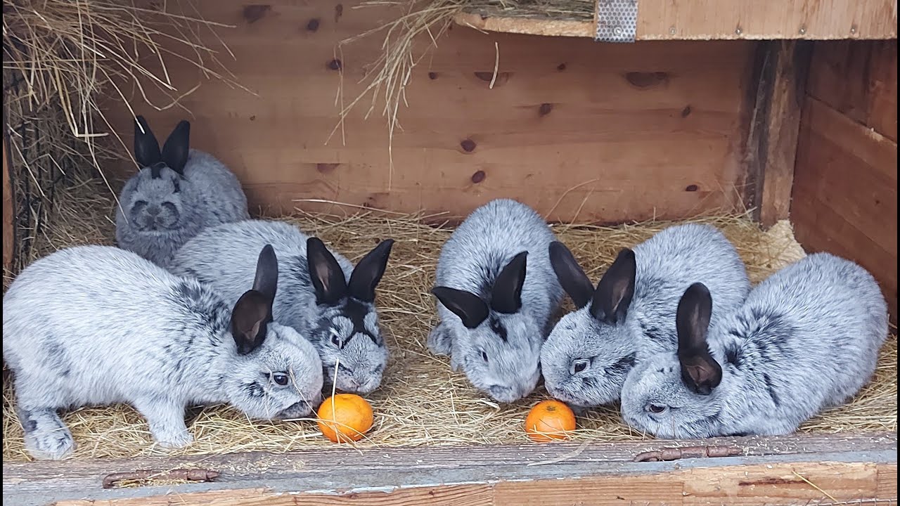 ОСМОТР КРОЛЬЧАТ ПО ПОЛУ🐰 САМЦЫ И САМКИ🐰 БОЛЬШОЕ СВЕТЛОЕ СЕРЕБРО🐰