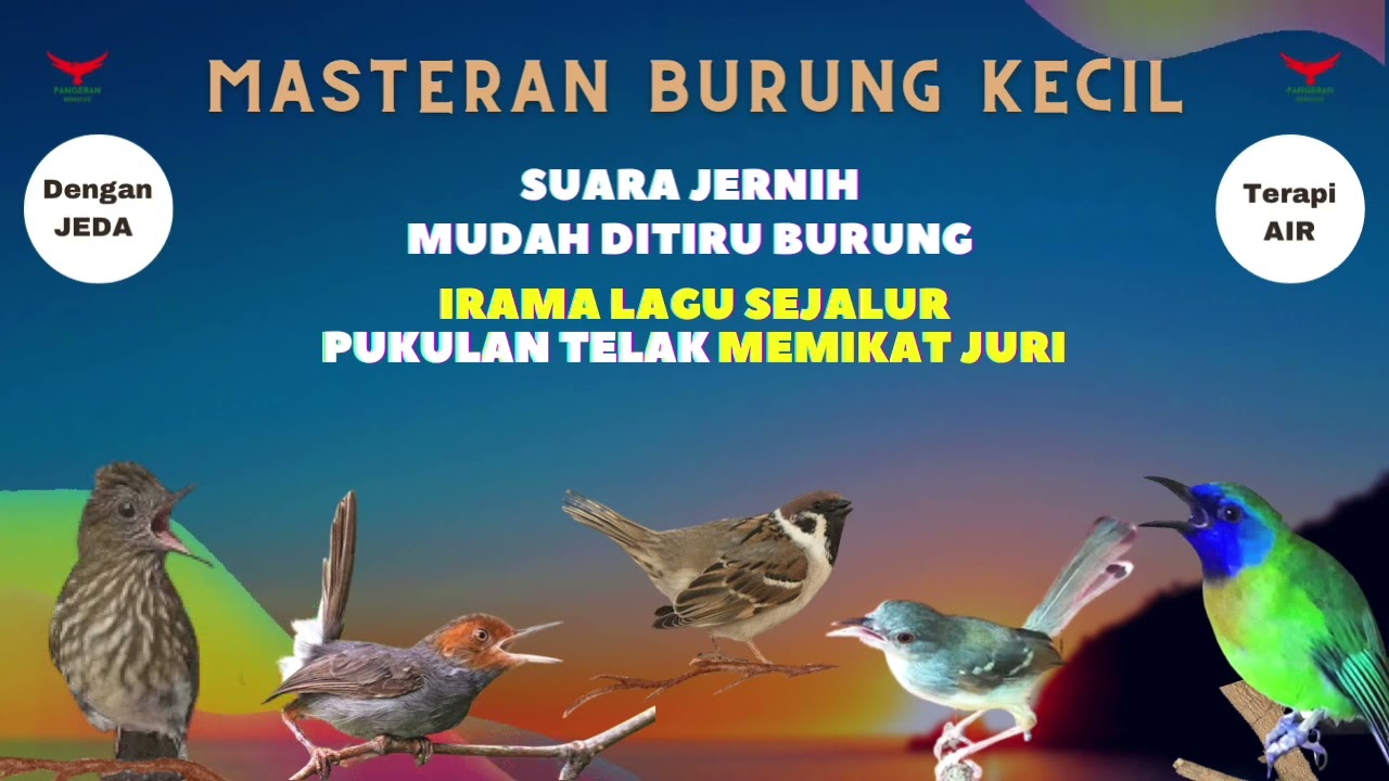 Irama Lagu Sejalur Disertai TEMBAKAN - PASTI MASUK (Masteran Suara BURUNG KECIL)
