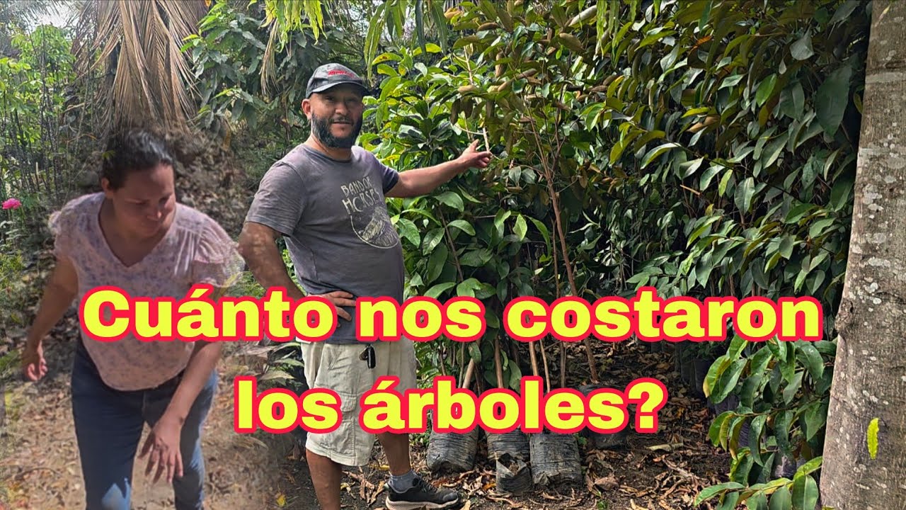 Comprando ÁRBOLES para el TERRENO 🇸🇻