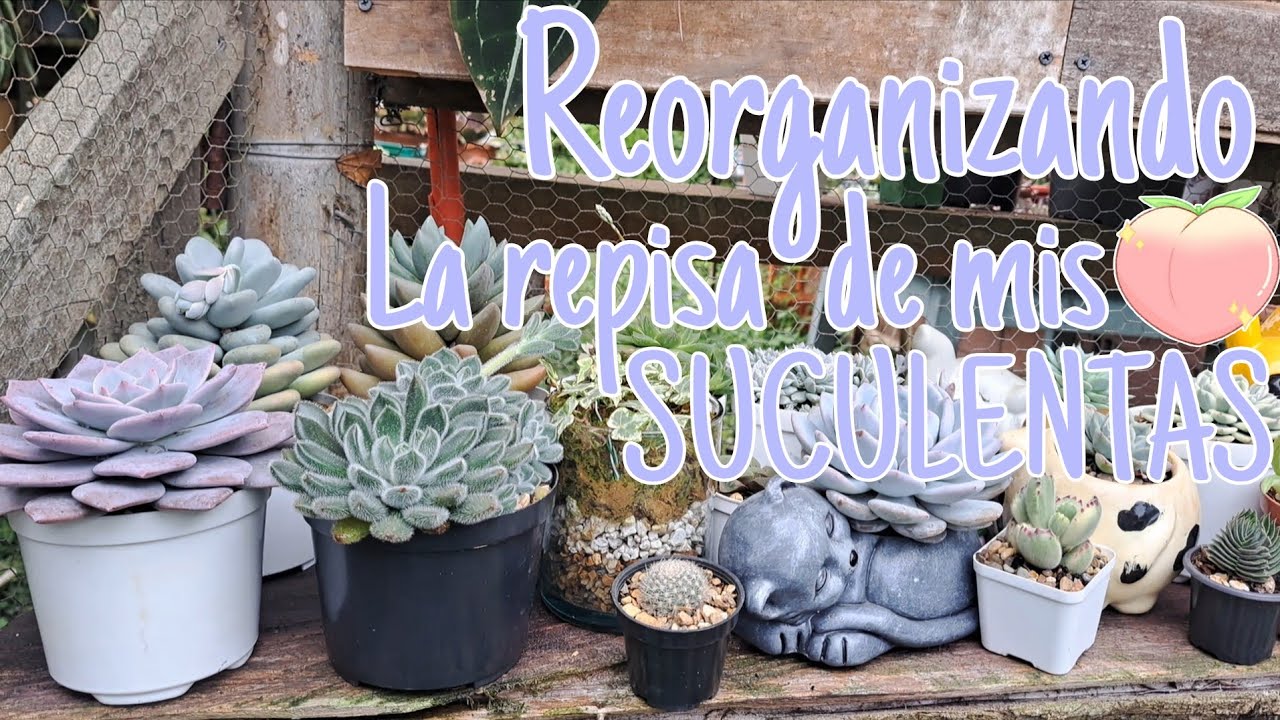 Acompáñame a reorganizar la repisa de mis #suculentas🌱✨ mientras te cuento un story time. 💬🍑