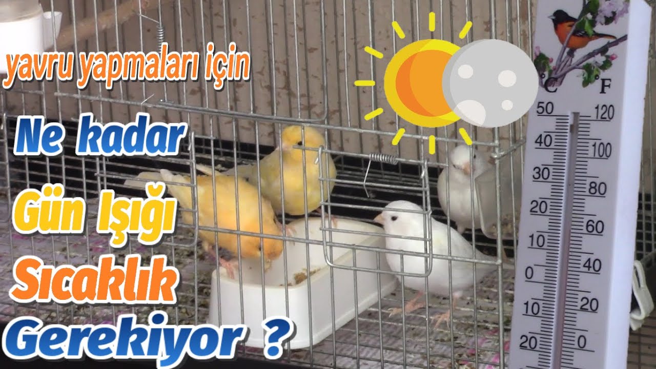 Kanarya Yumurta Yapmak İçin Gün Işığı ve Ortam Isısı Ne Kadar Olmalı ?