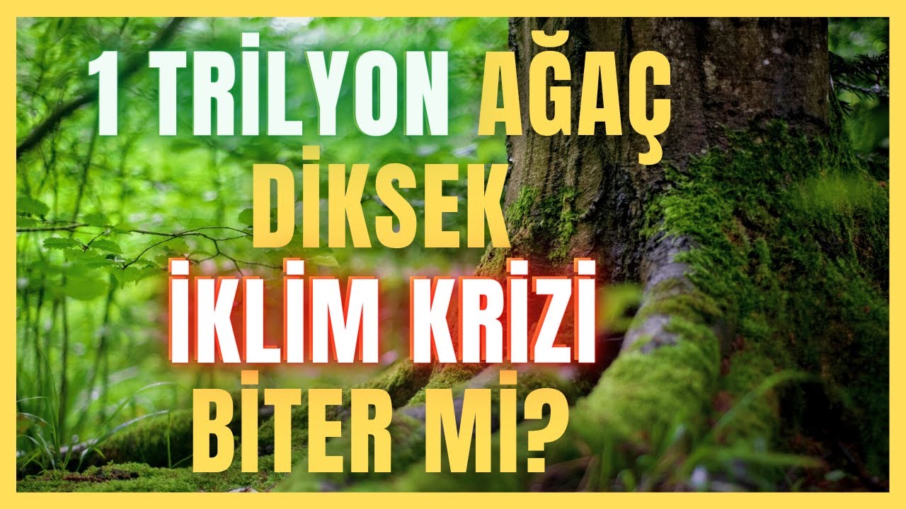 1 TRİLYON AĞAÇ DİKERSEK İKLİM KRİZİNİ ÇÖZEBİLİR MİYİZ?
