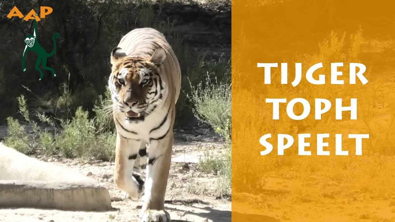 Tijger Toph duikt op verrijking - Stichting AAP