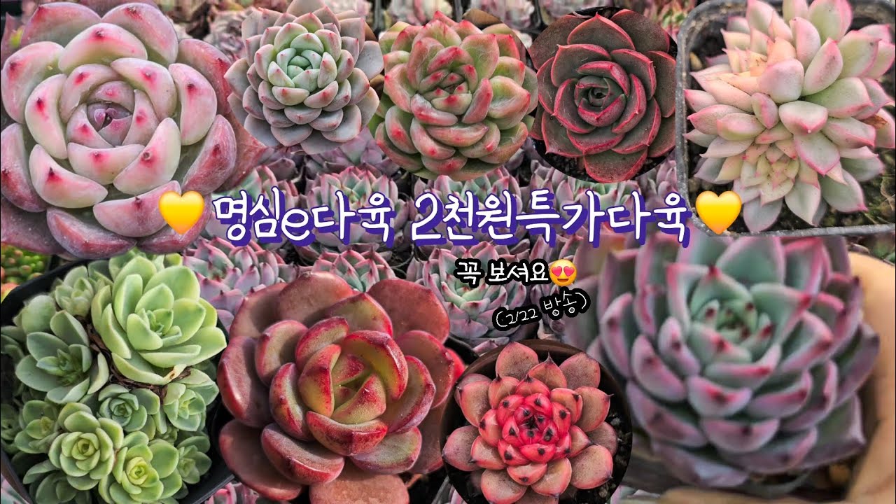 명심e 2천원특가다육♡(2.22.일)