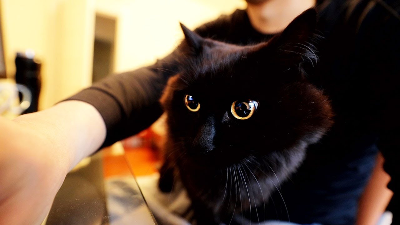 【しゃべる猫】飼い主の膝に乗って仕事を手伝いたがる猫【しおちゃん】