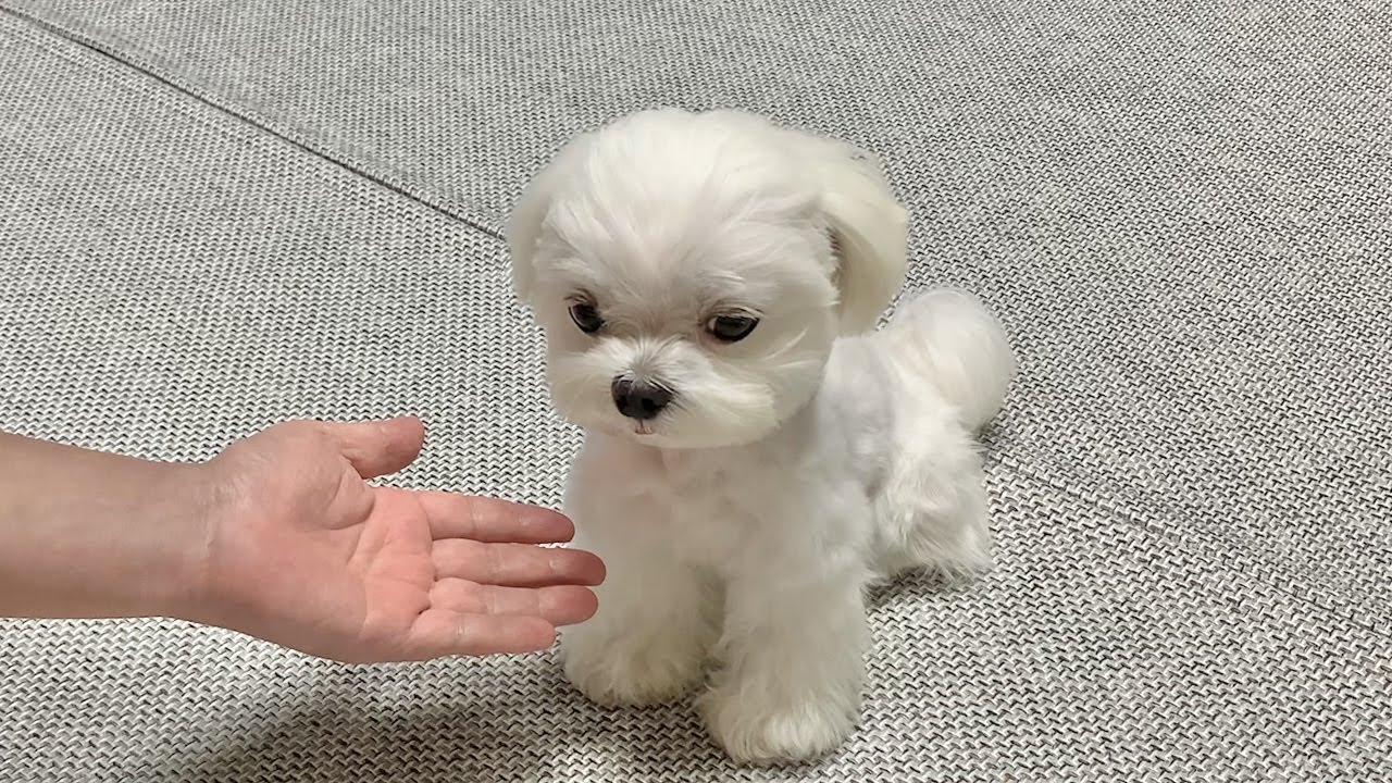 아빠한테는 손 안 주는 말티쥬..