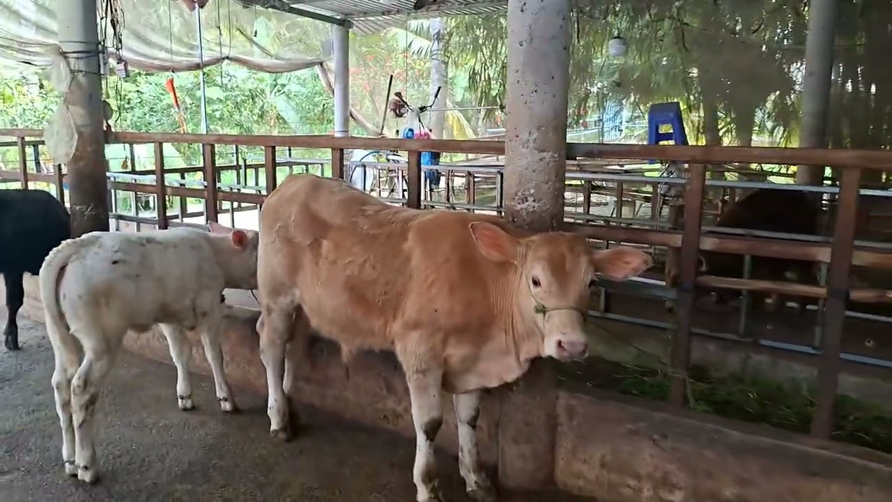 Trai bo tuan thanh 2 ngay 14.11.2025 cai ghe mo coi 6.7tr dt 0968474241