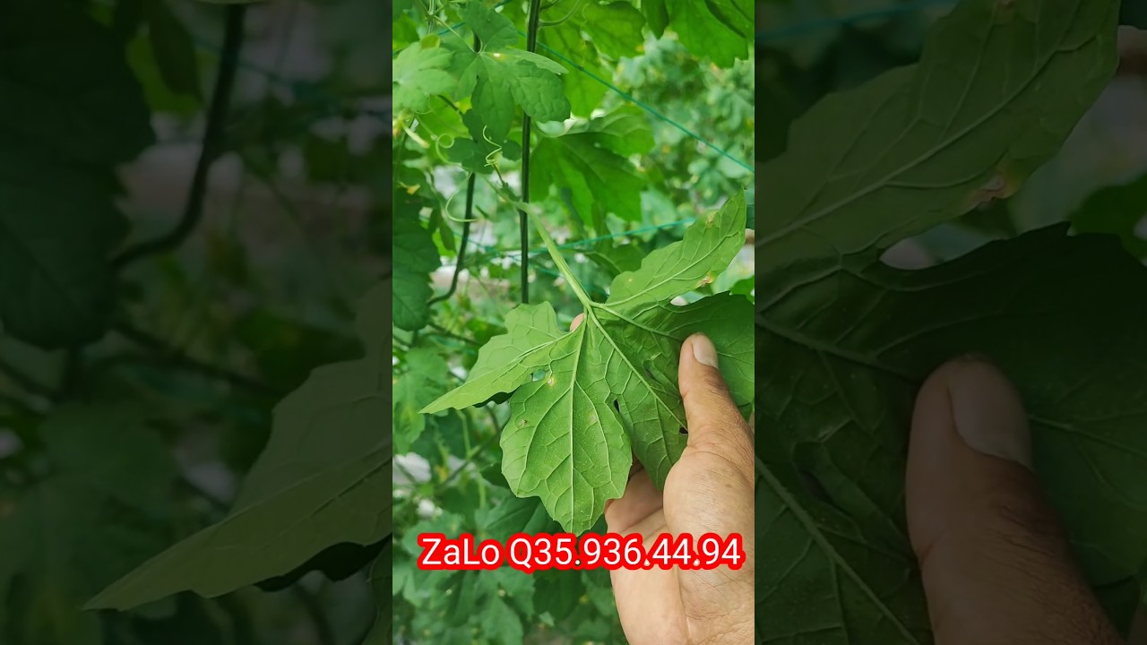 Đặc Trị Rầy Xanh kh&aacute;ng Thuốc Tr&ecirc;n C&acirc;y Khổ Qua #khổqua #muopdang #khoqua #rayxanh #nongnghiep