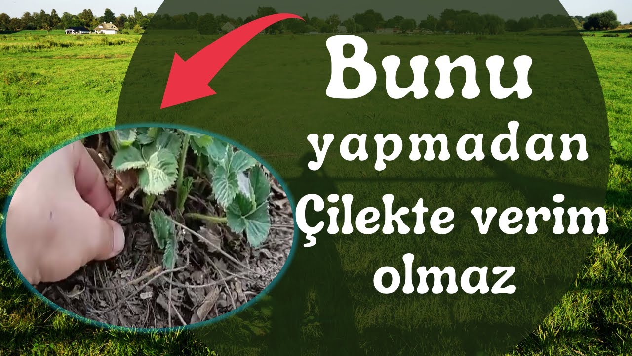 cilekte bahar budaması #cilek #budama #verim #bahar
