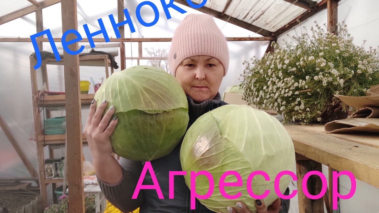 Убираю капусту. Любимые гибриды Леннокс и Агрессор снова порадовали !!!