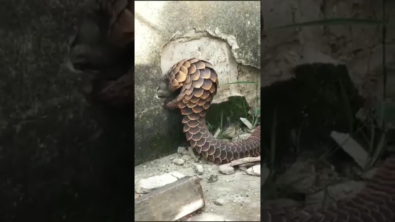 PANGOLİN , DERİSİ GER&Ccedil;EK PULLARLA KAPLI YAŞAYAN TEK MEMELİ