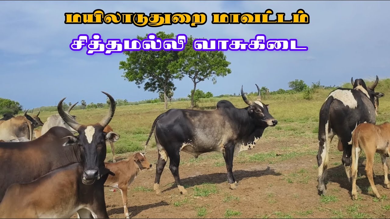 மயிலாடுதுறை மாவட்டம் சித்தமல்லி வாசுகிடையில் எனது நேர்காணல்