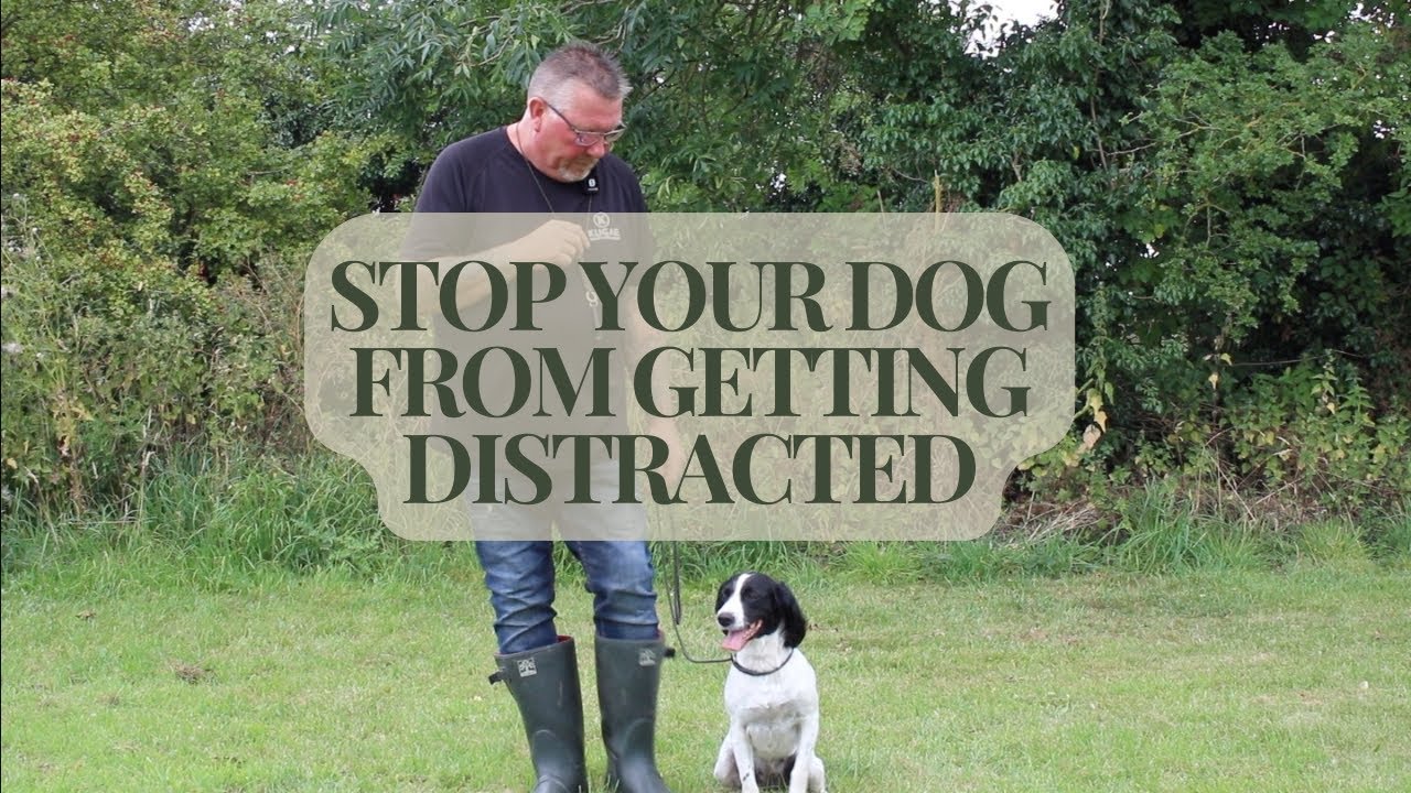 Stop Your Dog from Getting Distracted: How to Get Your Dog to Focus on You