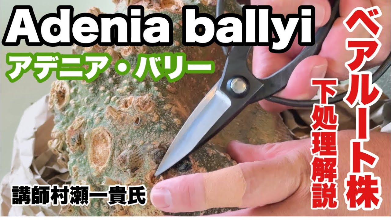 大人気　塊根植物アデニア・バリー（Adenia ballyi）ベアルート株　下処理解説