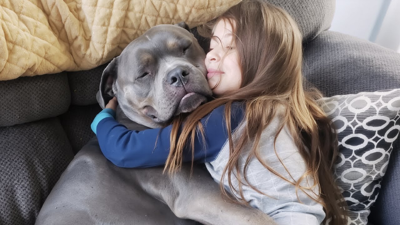 Adopted Pitbull Refuses To Sleep Unless He’s Beside His Little Human