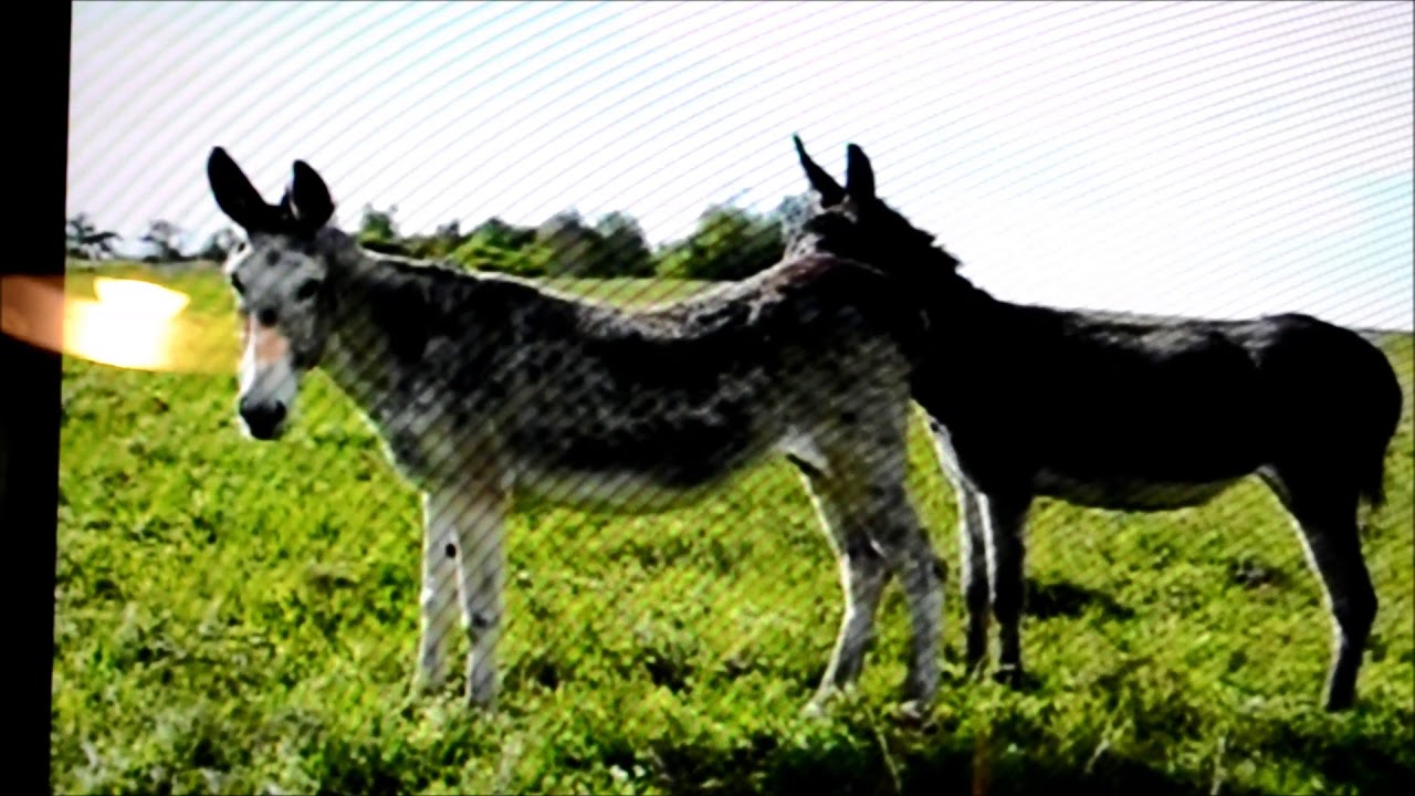 Petit &acirc;ne ,chanson, pour l'amour des animaux..