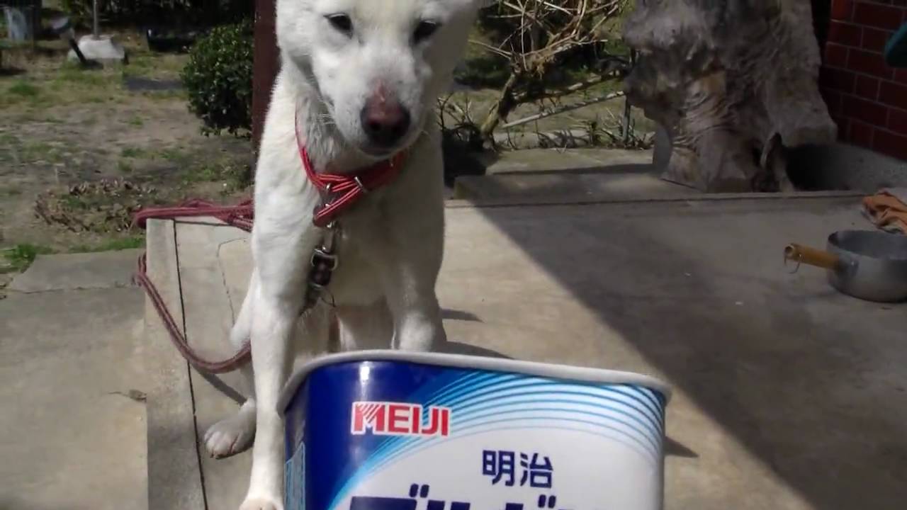 ヨーグルトいかがですか？　【HD】