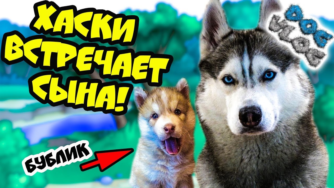 DOGVLOG: ХАСКИ ВСТРЕЧАЕТ СЫНА! Поход в собачий приют! Говорящая собака