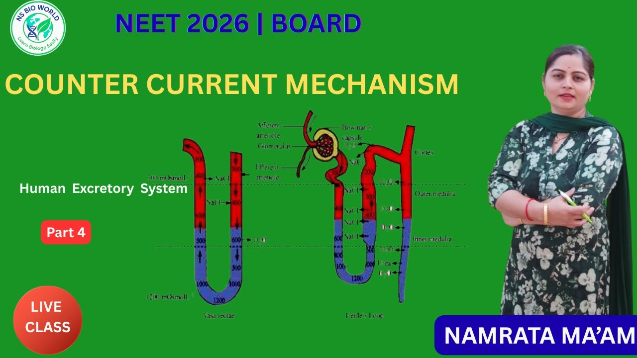 Excretory System Part 4 | Counter Current Mechanism & Kidney Regulation by Namrata maam 
