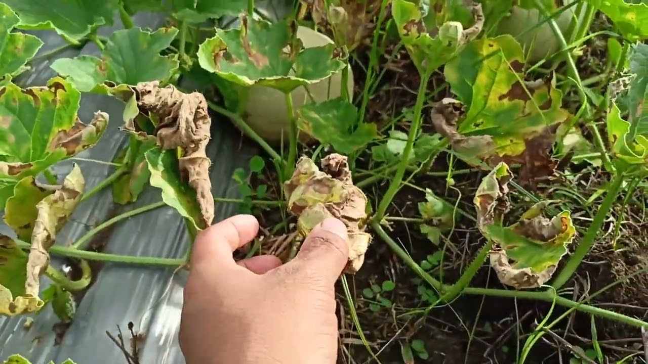 v158: Melon fungus problem and solutions