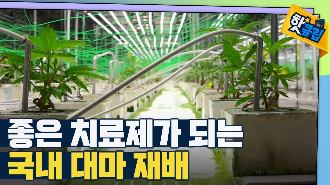 [핫클립] 의료용 대마 헴프의 재배과정 / YTN 사이언스
