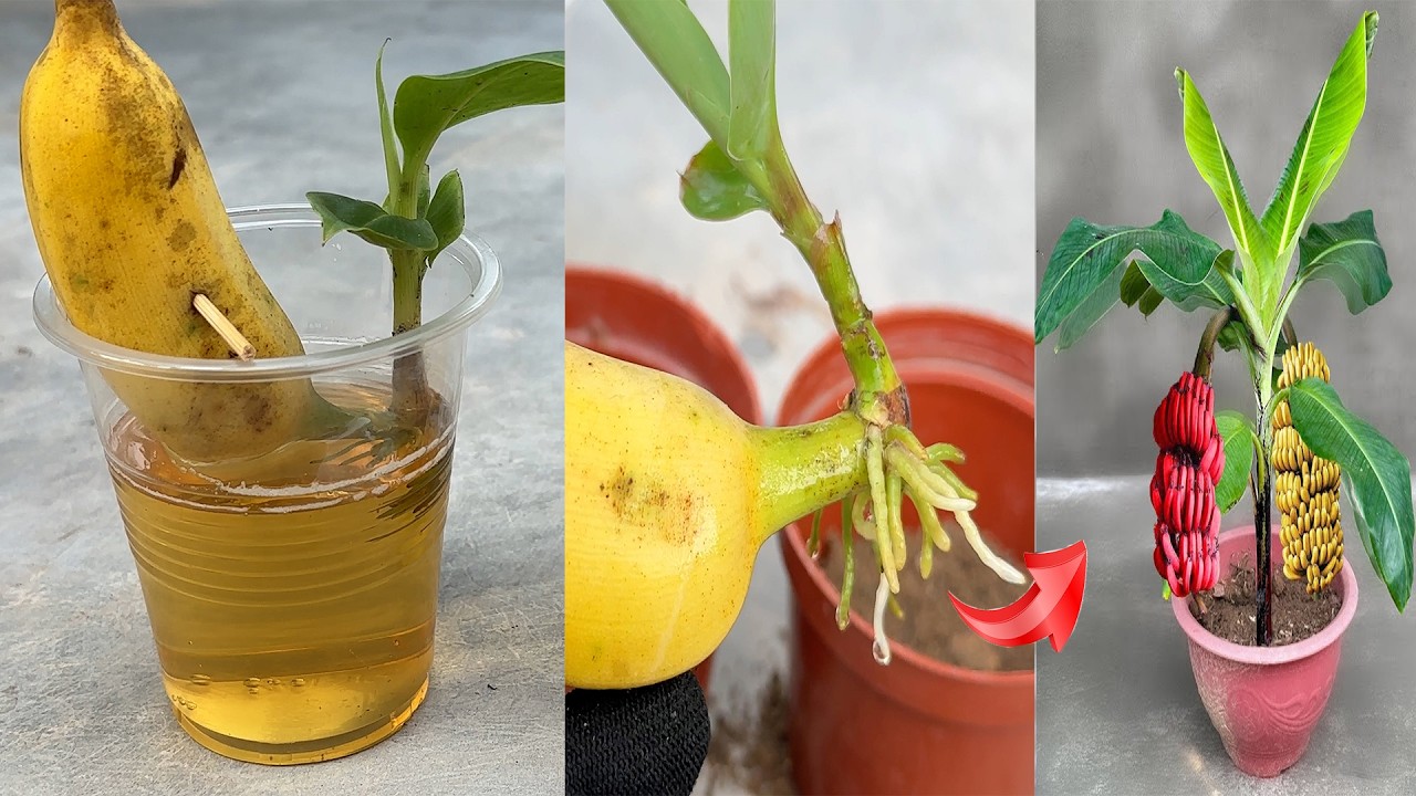 A UNIQUE WAY TO PROPAGATE BANANA TREES  just fresh milk or beer