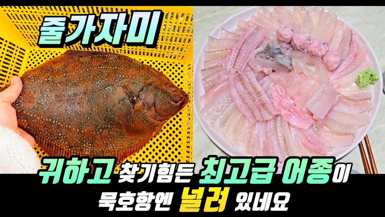 활어회의 에르메스!! 이 귀한 넘을 찾아 동해로 달렸어요~~~묵호항 최신정보!!