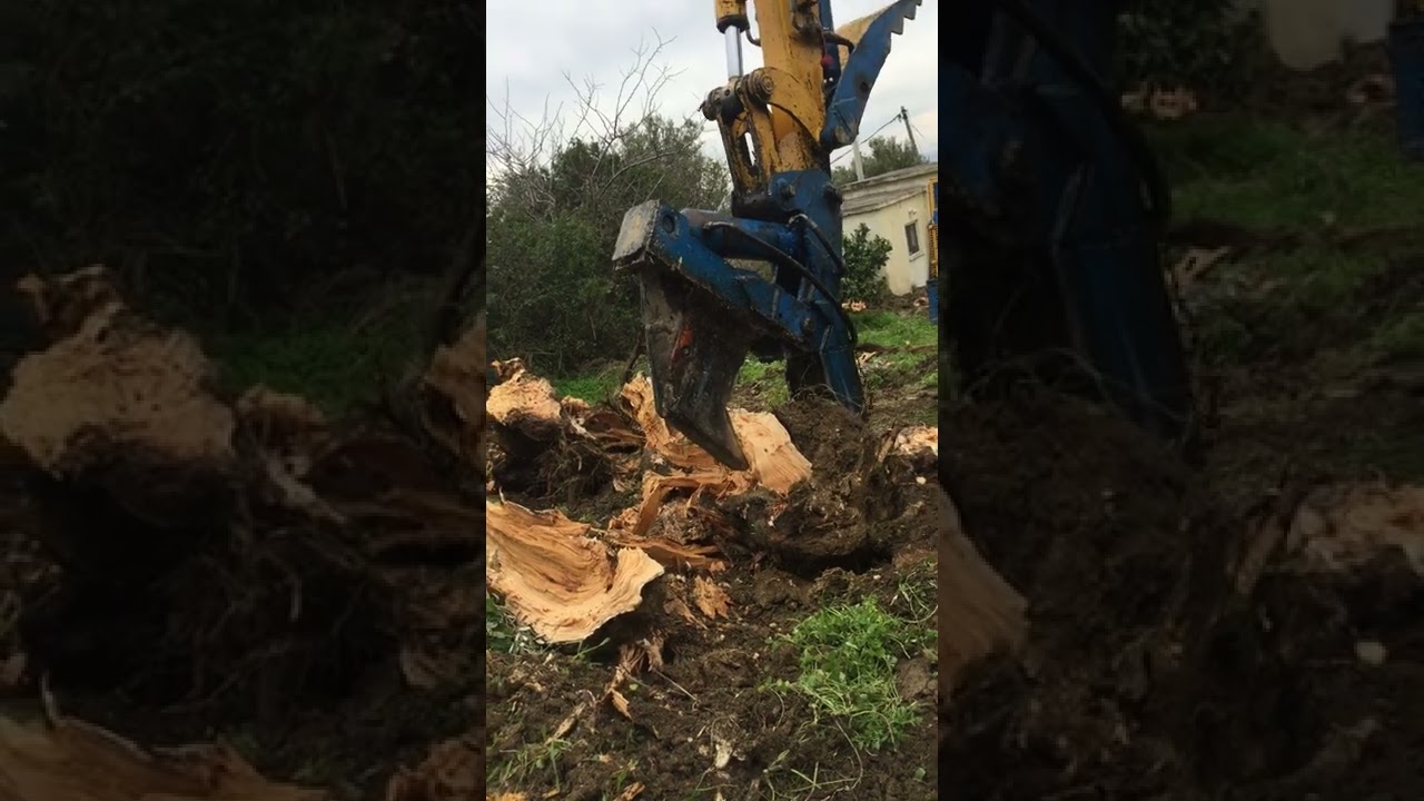 Σχιστικο ξυλων και ξεριζωμα ελαιοδεντρων στην Εύβοια.