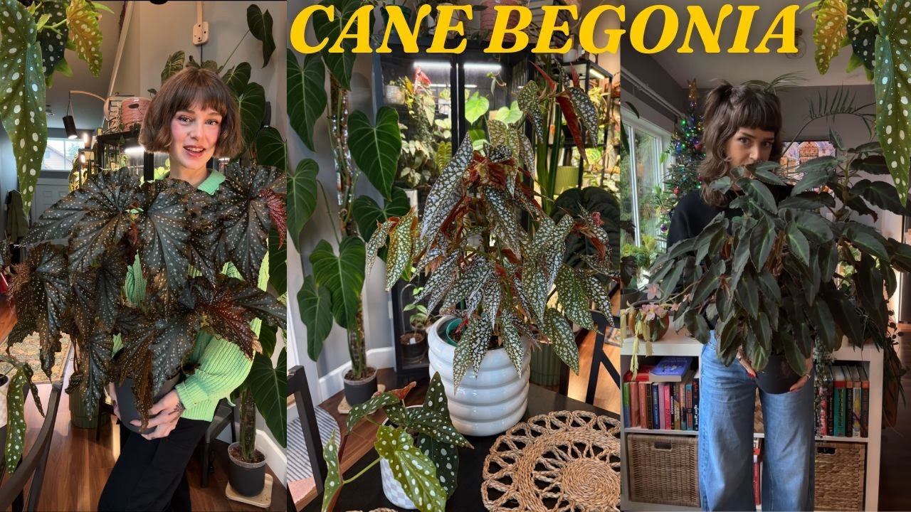 cane begonia care guide 🪽🖤🌿