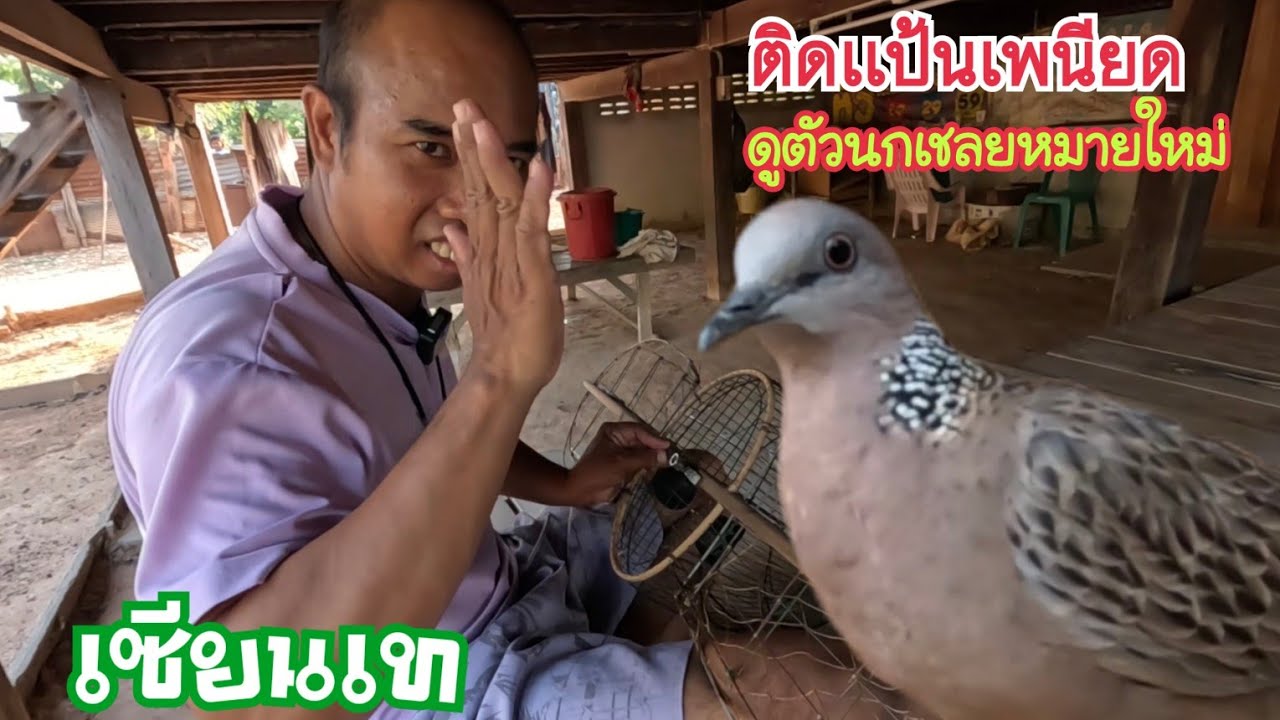 ติดแป้นเพนียด-ดูตัวนกเขาใหญ่เชลยหมายใหม่