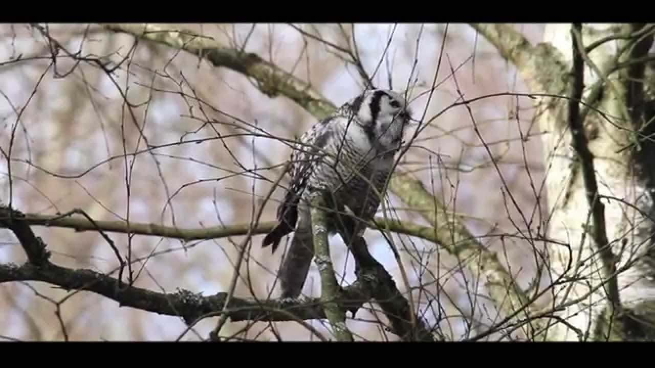 Vi KIGGER på Fugle – feat. Djämes Braun (Official Bird Music Video)