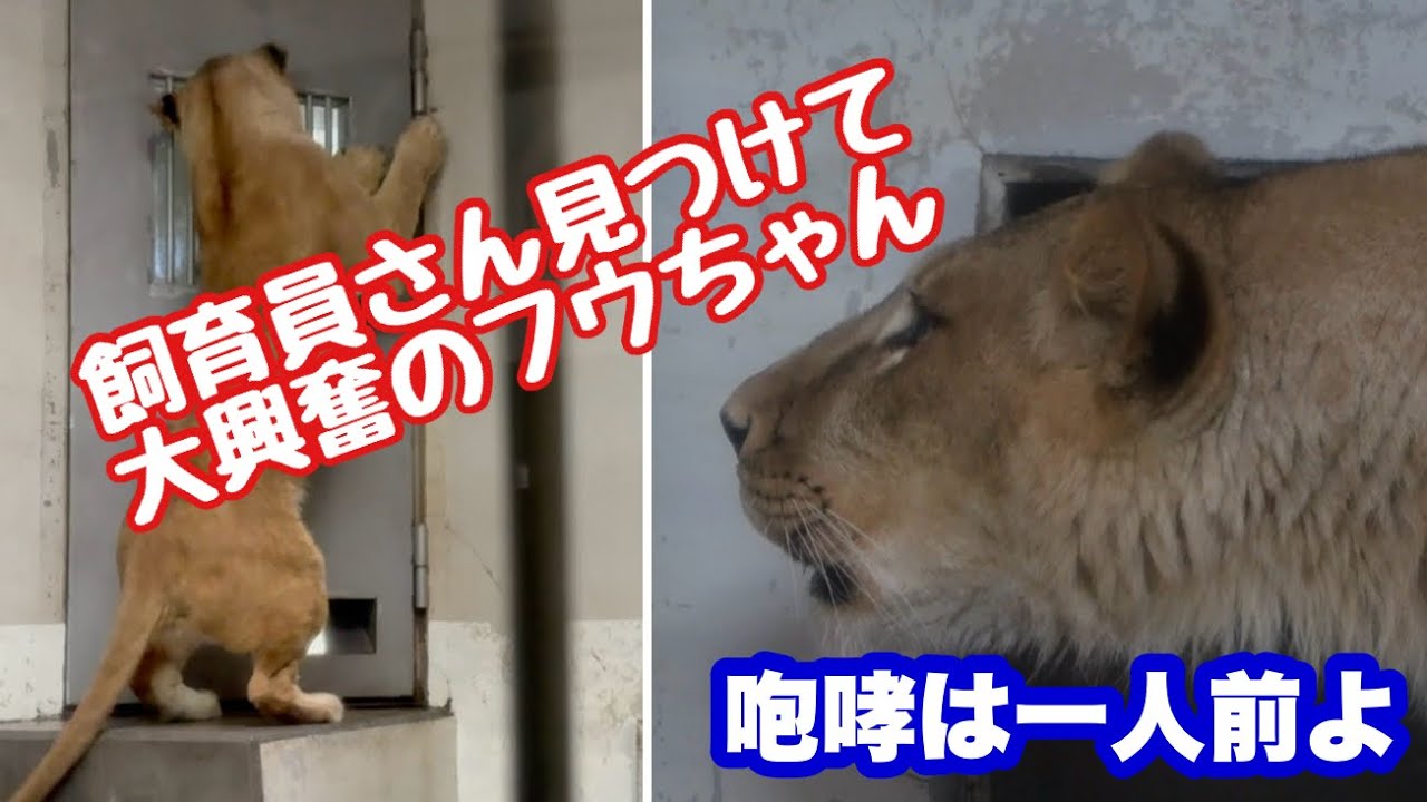 飼育員さんを見つけて興奮するふうちゃん〜咆哮も立派になりました