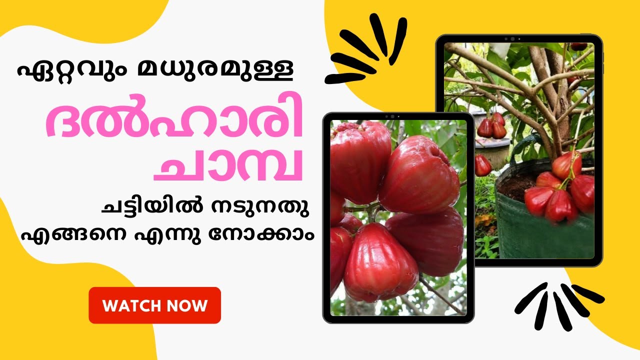 ദൽഹാരി ചാമ്പ ചട്ടിയിൽ നടുനതു എങ്ങനെ എന്നു നോക്കാം |  Dalhari Chamba Planting in Pot | Fertilization
