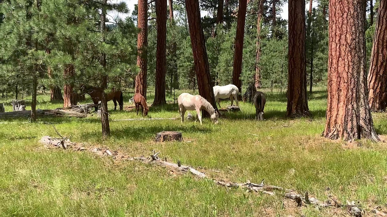 Wild beauties of the Ochocos