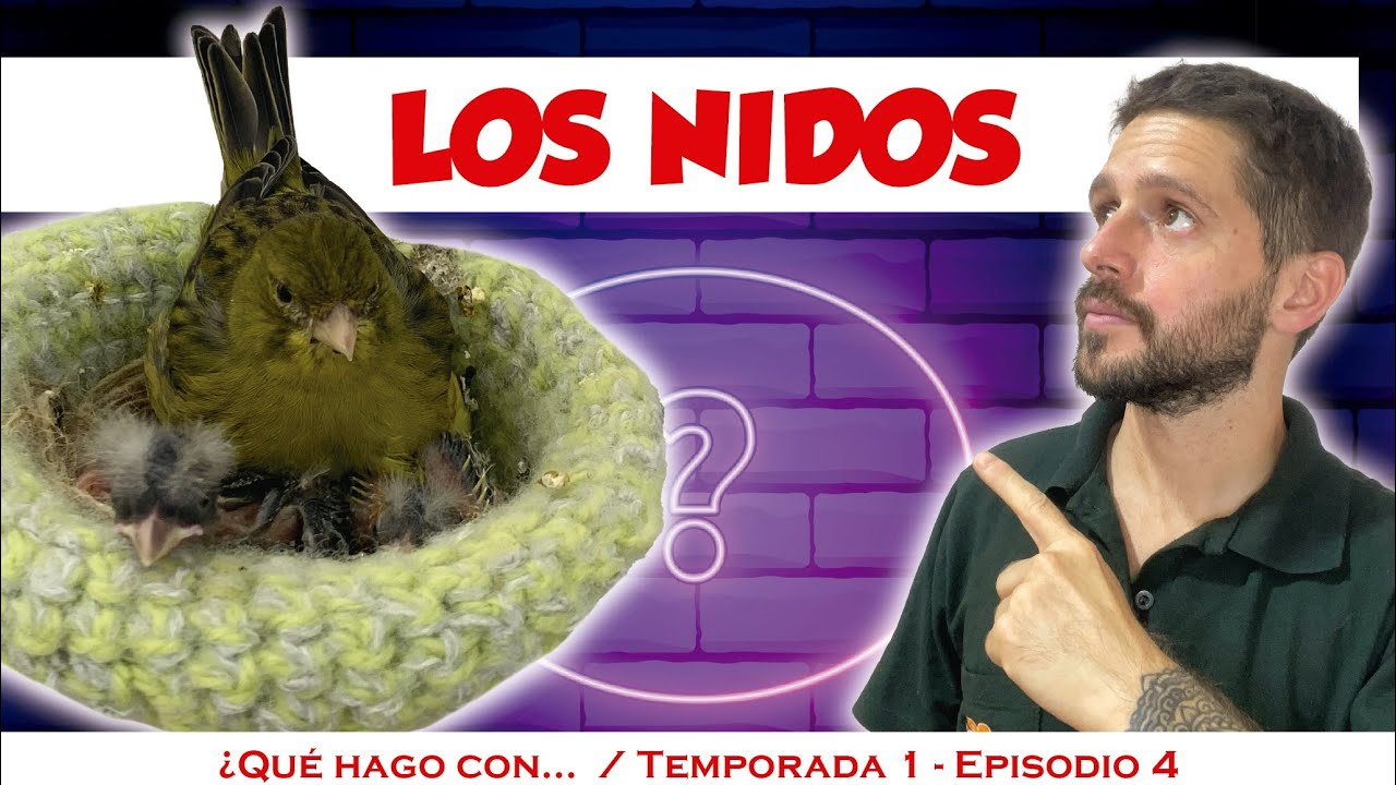 Nidos para canarios