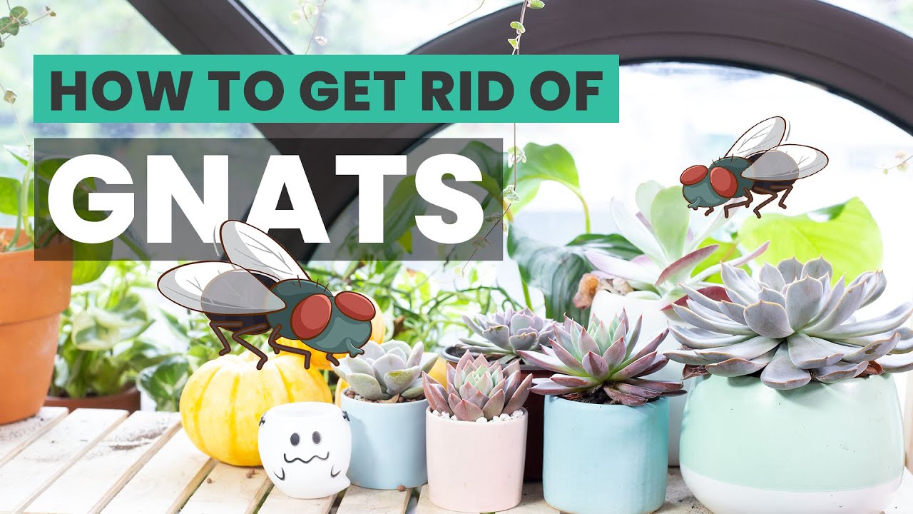 SUCCULENT CARE TIPS | HOW TO GET RID OF GNATS ON YOUR SUCCULENTS