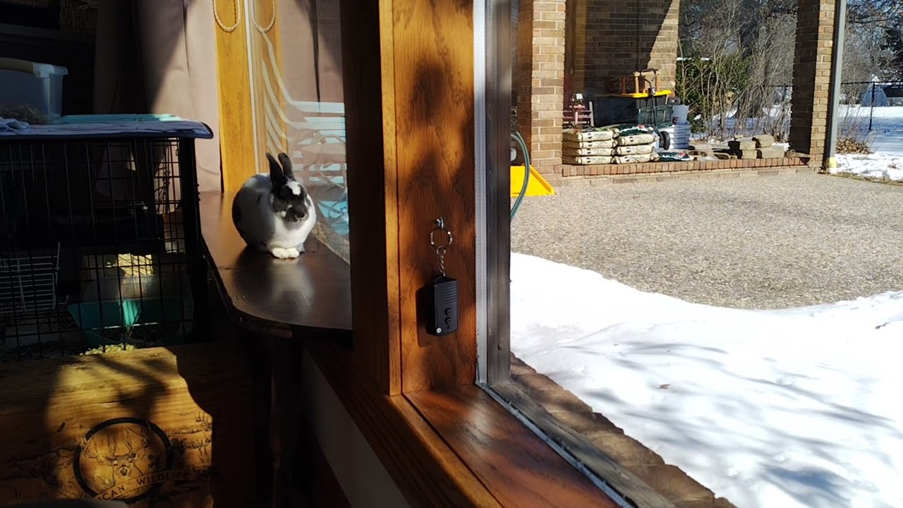 Bunny listening to Psalm 17 with prayer after.